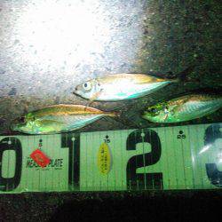 極寒アジングの巻